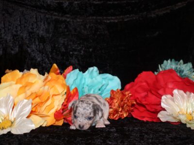 Yu – Cute Little Blue Merle Baby