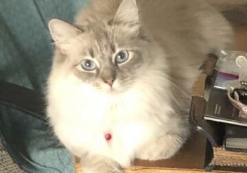 Blue eyes