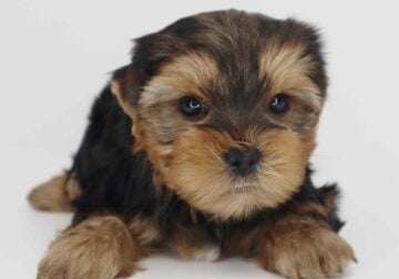 Yorkie boy Ocean
