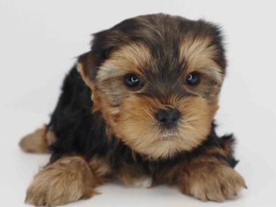Yorkie boy Ocean