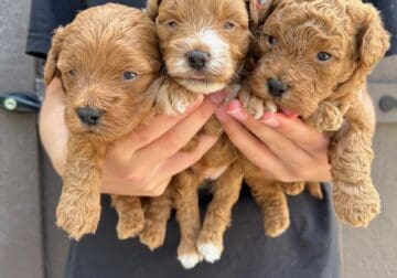 Beautiful Red Maltipoo Puppies