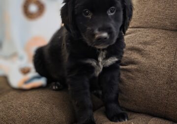 Australian Shepherd/Golden retriever puppy