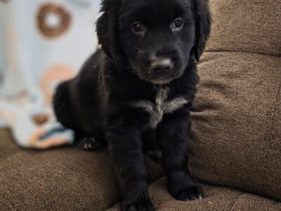 Australian Shepherd/Golden retriever puppy
