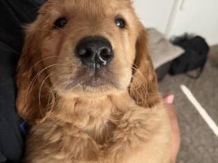 Golden retriever puppies