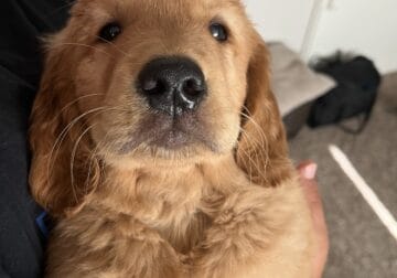 Golden retriever puppies