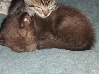 Savannah kittens