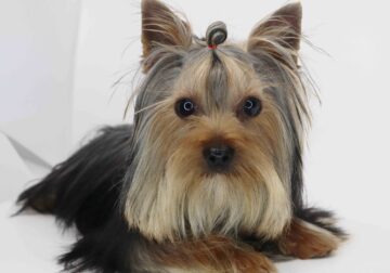 Yorkie boy Augie