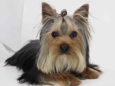 Yorkie boy Augie