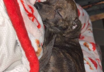 12 week chihuahua mix for sale