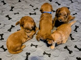 Petite mini goldendoodle puppies