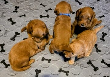 Petite mini goldendoodle puppies