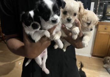 Teacup ChiPoo Puppies Looking for good home