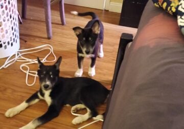 Adorable German Shepherd/Husky Puppies – 3 Months
