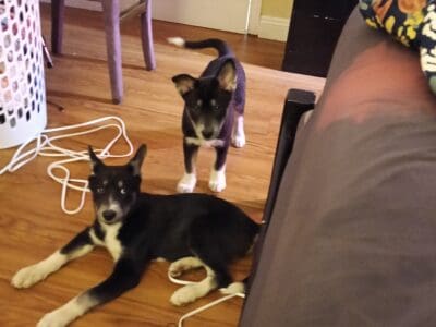 Adorable German Shepherd/Husky Puppies – 3 Months