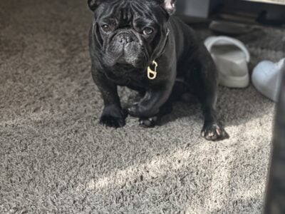 🐾 Adorable French Bulldog Puppy for Sale – Ready