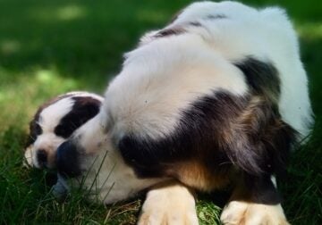 Female Saint Bernard puppy