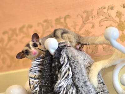 Mosaic Male Sugar Glider