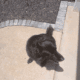 10 year old Black Lab/Retriever disciplined