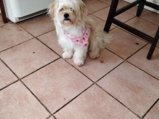 Pekingese/poodle girl 2 years old looking home