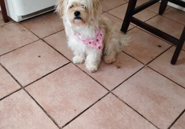 Pekingese/poodle girl 2 years old looking home