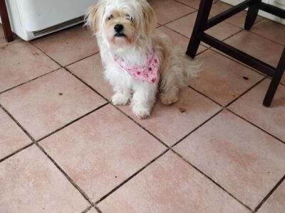 Pekingese/poodle girl 2 years old looking home