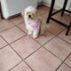Pekingese/poodle girl 2 years old looking home