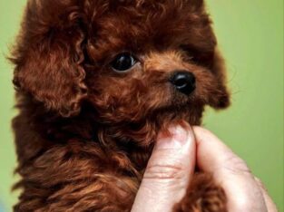 TEDDY – MALE,TOY (TEACUP POODLE).