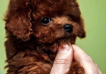 TEDDY – MALE,TOY (TEACUP POODLE).