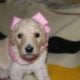 AKC Poodle Pups