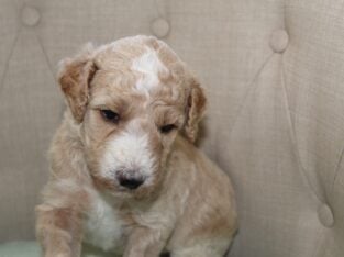 AKC Poodle Pups