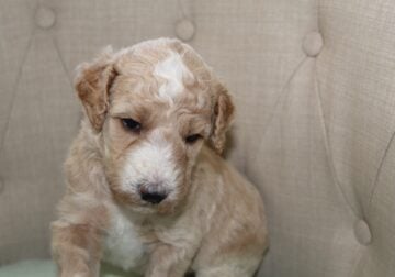 AKC Poodle Pups