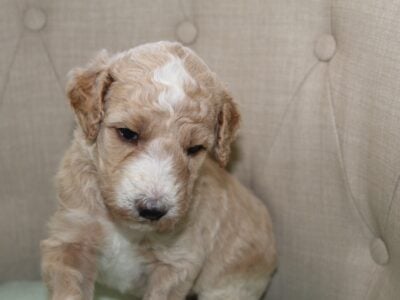 AKC Poodle Pups