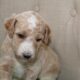 AKC Poodle Pups
