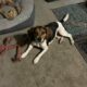 3 yr old beagle