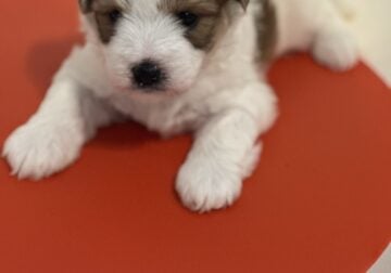 Morkie