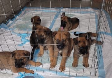 German shepherd/Belgian shepherd mix puppies