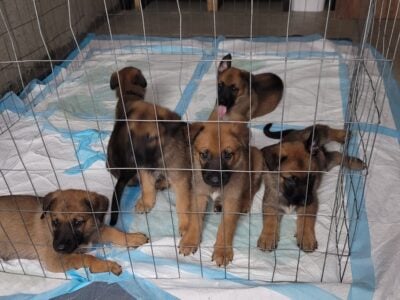 German shepherd/Belgian shepherd mix puppies