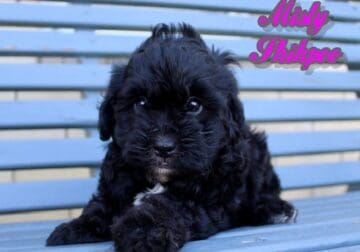 Misty Female Shihpoo