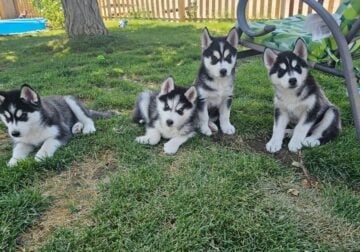 Siberian Husky puppies