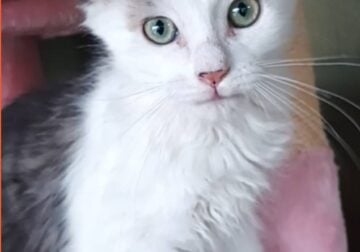 Embrace the Meowgic.
