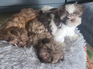 Shih Tzu puppies