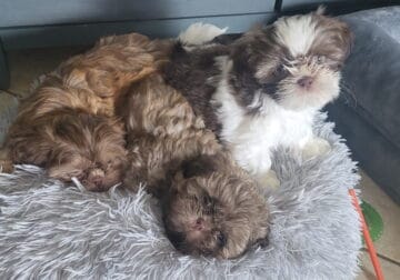 Shih Tzu puppies