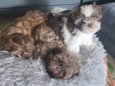 Shih Tzu puppies