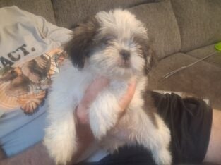 Male shihtzu pup