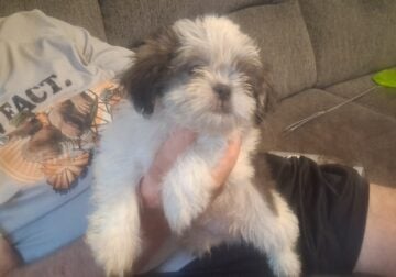 Male shihtzu pup