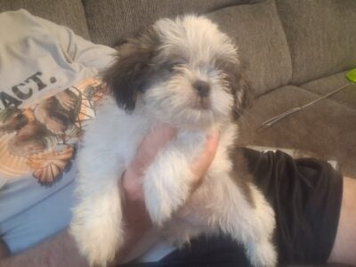 Male shihtzu pup