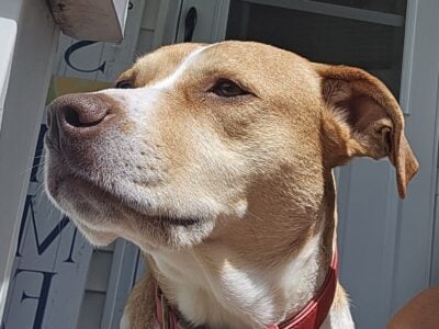 Rehoming Sweet Hound / Pit Mix