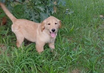 Golden Retriever pups looking for their new homes