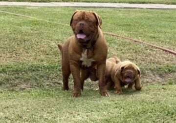 Bordeaux French mastiff puppies for sale