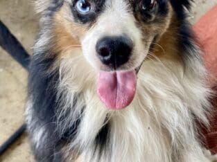 Australian shepherd mix